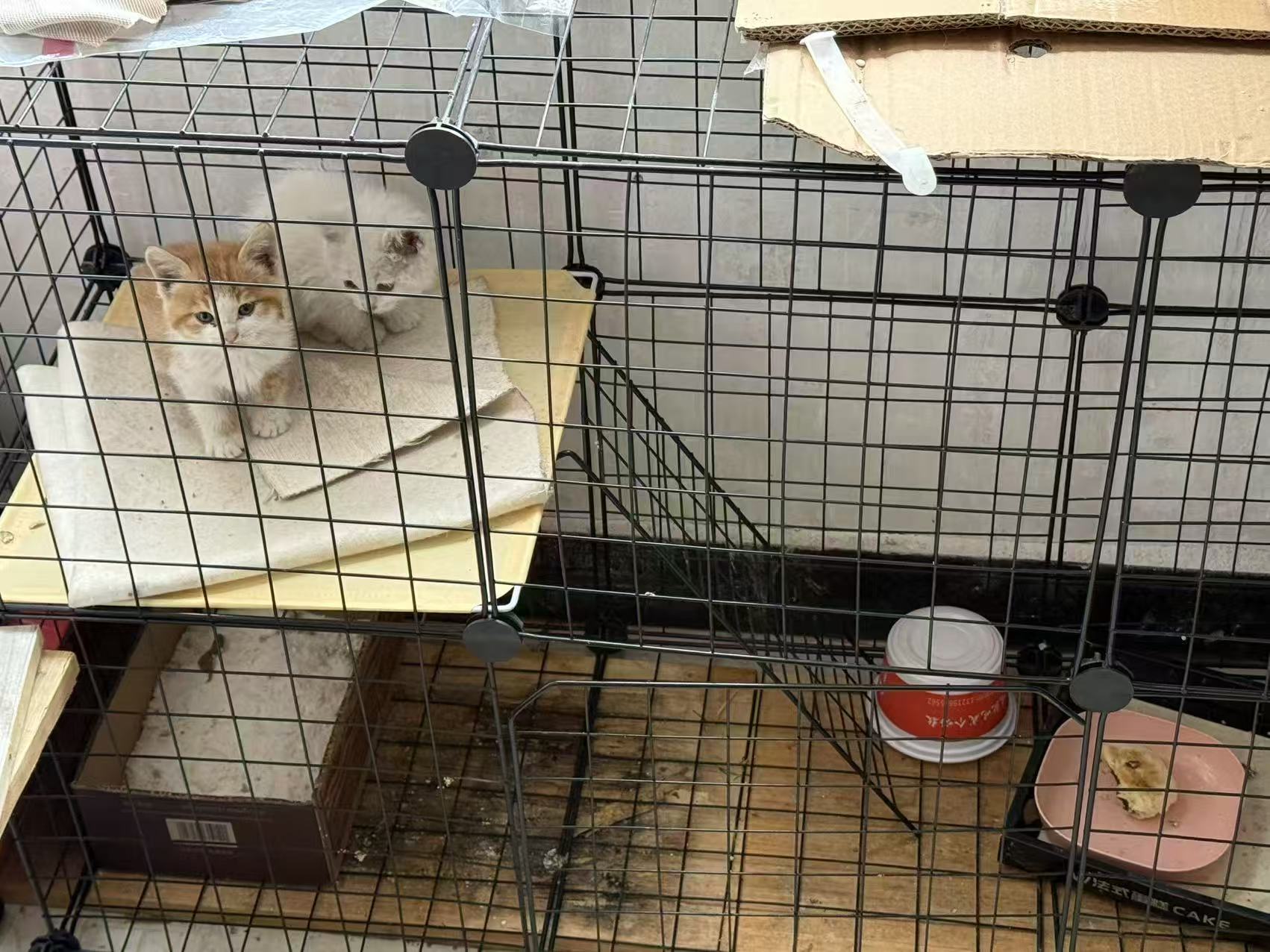 小猫免费领养